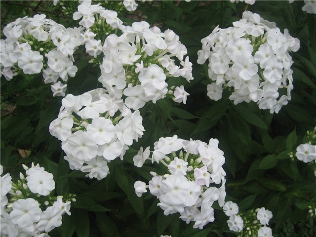 B. PHLOX